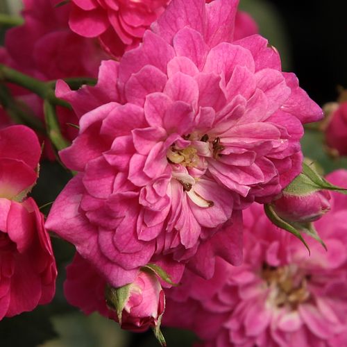 Rosa Imola™ - fără parfum - Trandafir copac cu trunchi înalt - cu flori mărunți - roz - Győry Szilveszter - coroană compactă - ,-